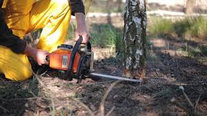 How Our Tree Care Process Works  in  Fillmore, CA