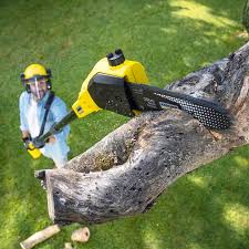 Best Stump Grinding and Removal  in Fillmore, CA