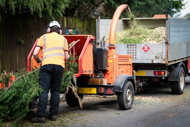 Best Leaf Removal  in Fillmore, CA