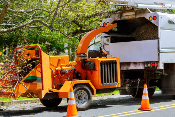 Best Stump Grinding and Removal  in Fillmore, CA