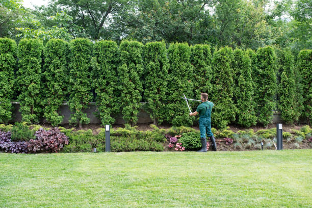 Best Hedge Trimming  in Fillmore, CA