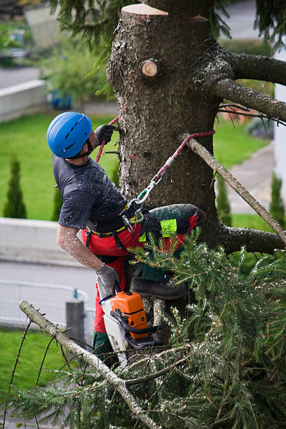 Best Tree and Shrub Care  in Fillmore, CA