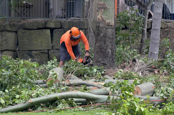 Best Root Management and Removal  in Fillmore, CA